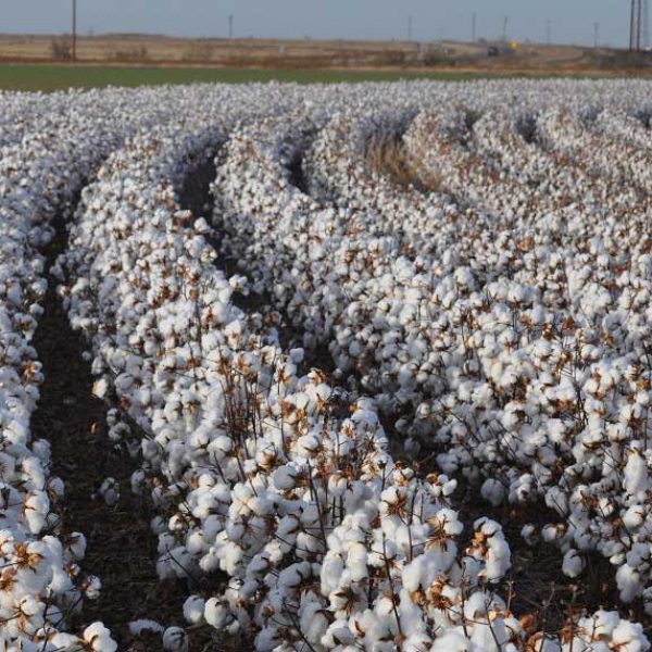cotton-circle cotton-circle