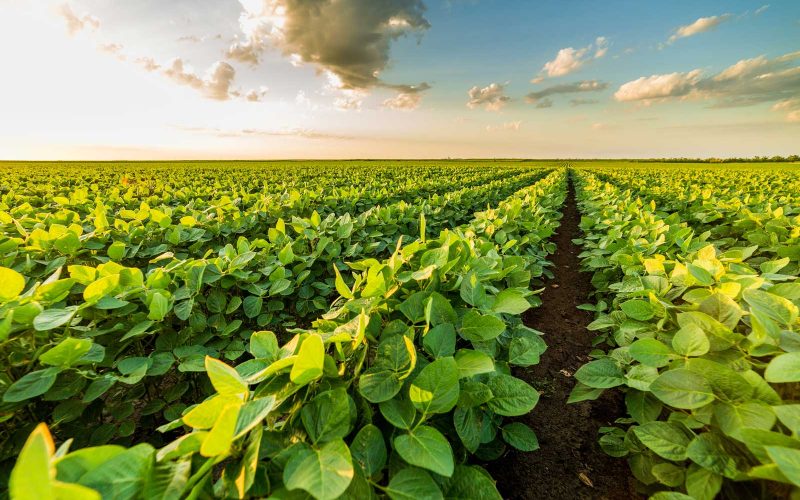 soybeans-1600 soybeans-1600
